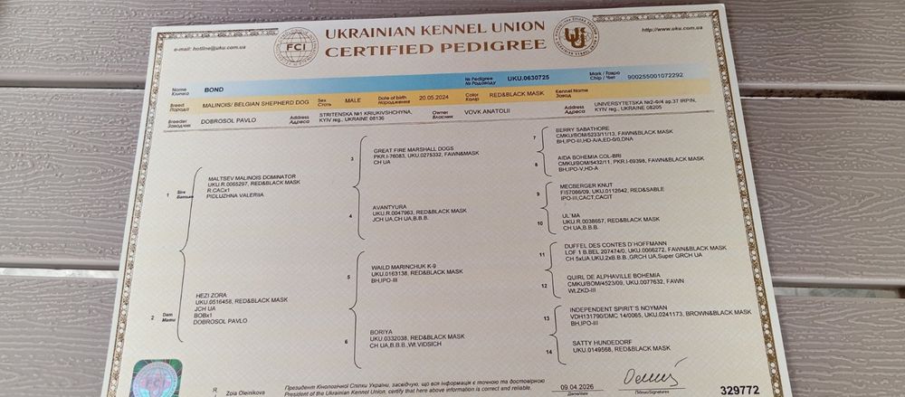 Щенки бельгийской овчарки,МАЛИНУА.