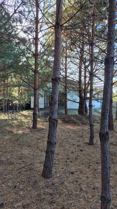 Будинок 130 м² на 9,27 сотки серед сосен — централізовані комунікації, покращена комплектація, огороджена територія