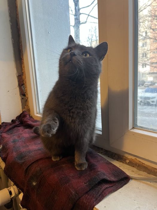 Кішка шукає дім