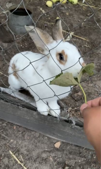 Кроль живою вагою