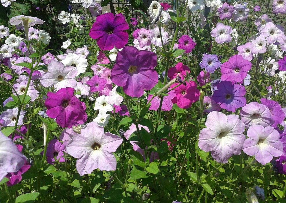 Насіння петунії, петунія, насіння квітів, семена петунии,семена цветов