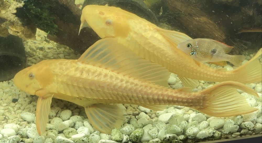 Продам излишки Золотых плекостомусов