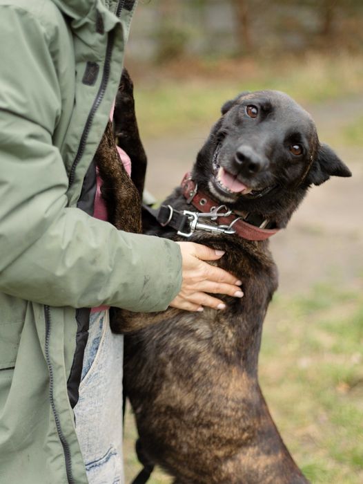 Suczka do adopcji MIA