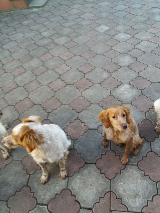 Розпродаю пітомнік ЕПАНЬОЛЬ БРИТОНІВВ