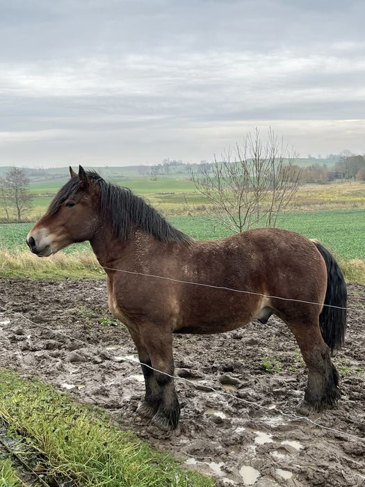 Ogierek zimnokrwisty