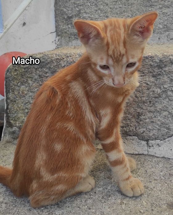 Gatinhos super meigos e brincalhões para adoção responsável!