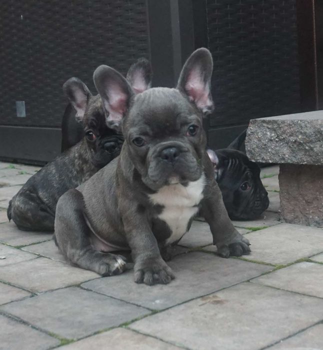 buldog francuski cudny szczeniaczek