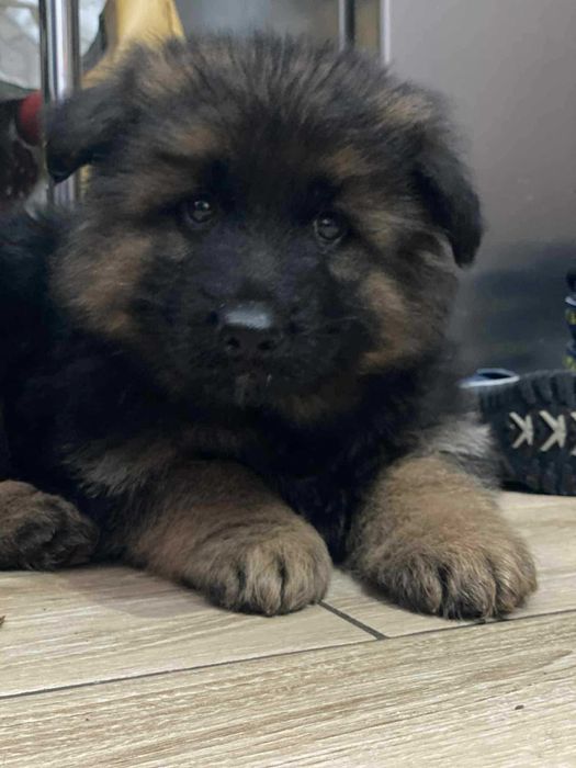 Psy rasy owczarek niemiecki długowłosy