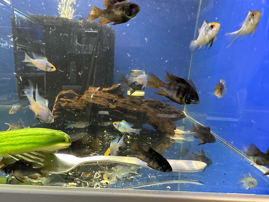 Ramireza Electric Blue