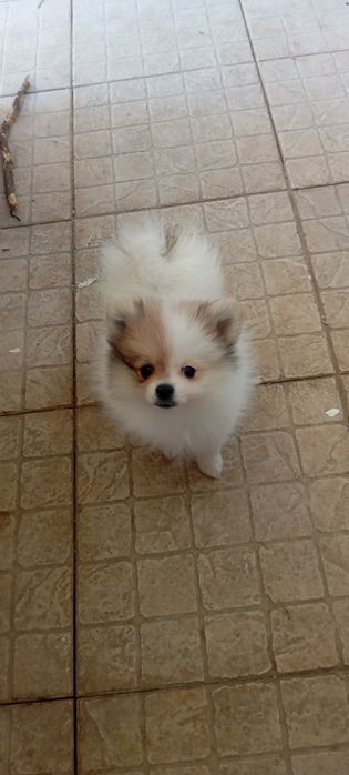 Spitz alemão anão macho