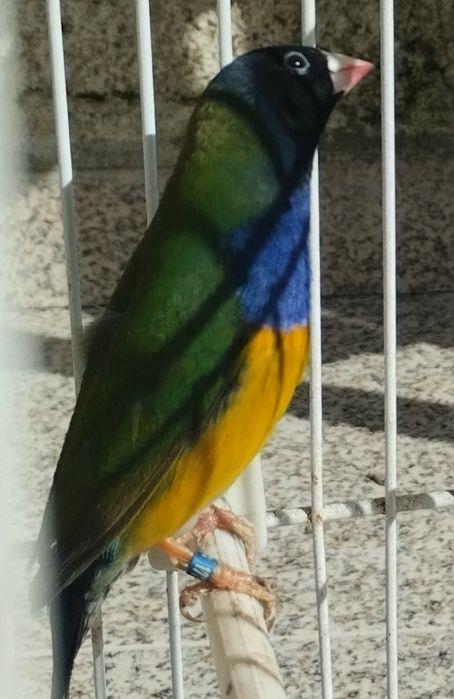 Diamante gold vendo ou troco