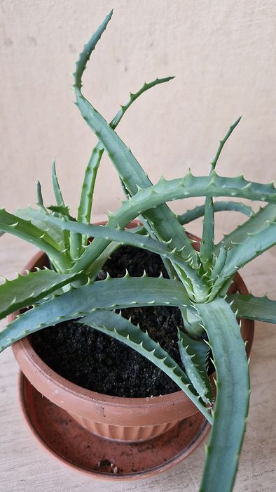 Aloes drzewiasty aloe arborescens kwiat doniczkowy
