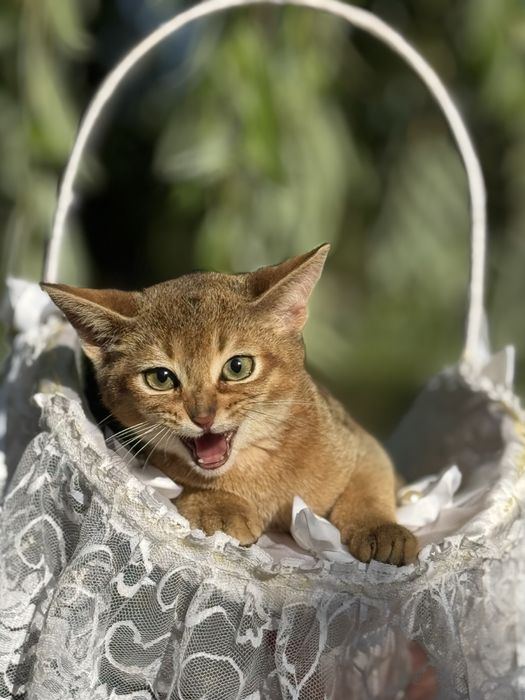 Лагідний та ніжний хлопчик