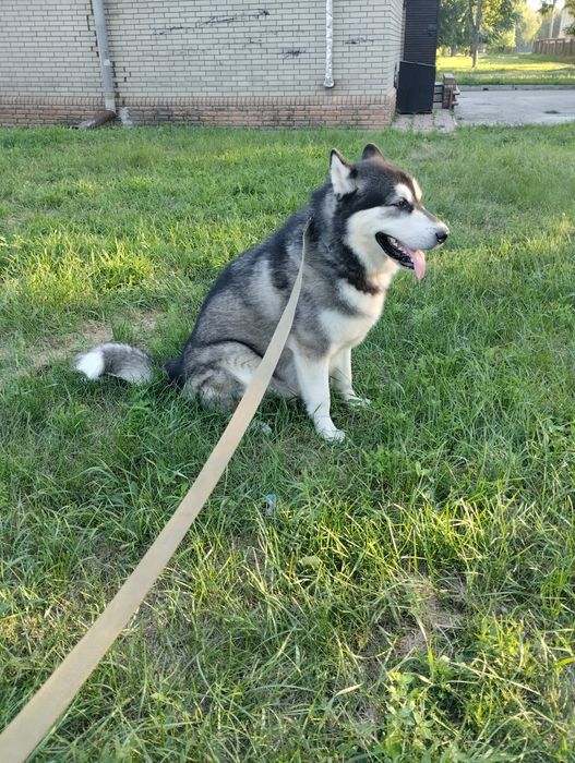 Хаски ищет невесту