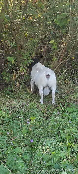 Баранчики дорпер 5 місяців