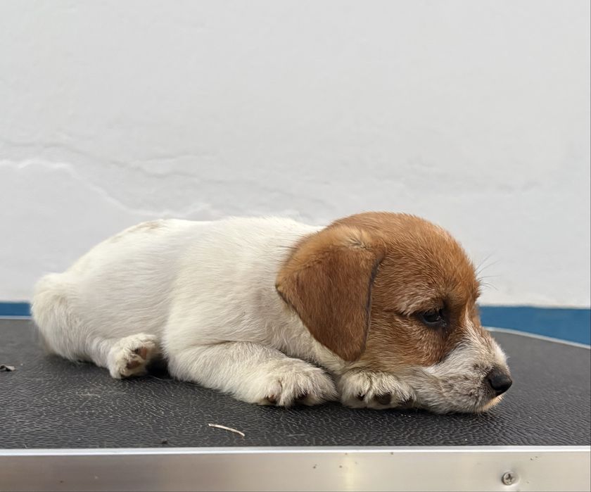 Jack Russell Terrier puppy c/Afixo e LOP