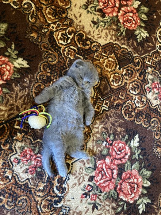 Продам шотландських кошенят