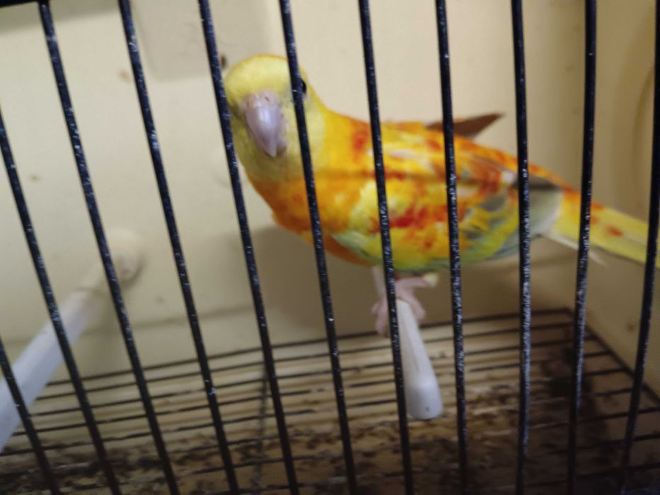 Vendo red ramp macho 2024