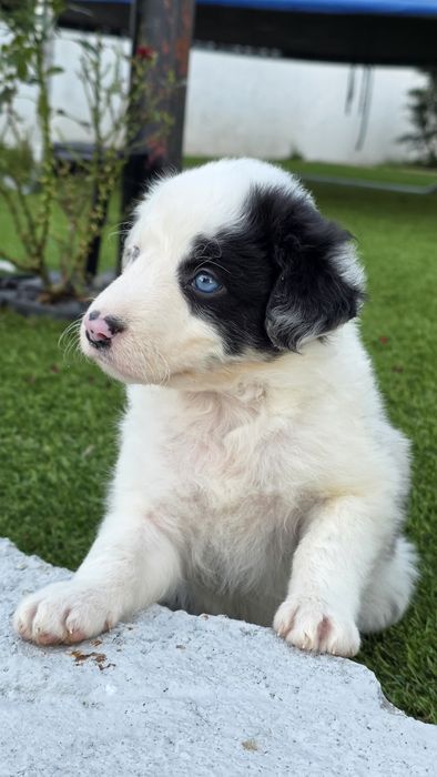 Border Collie Blue Merle Fêmea (olhos azuis)