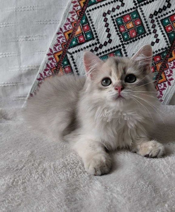 Шотландский длинношерстный котик в окрасе голубое золото ау11