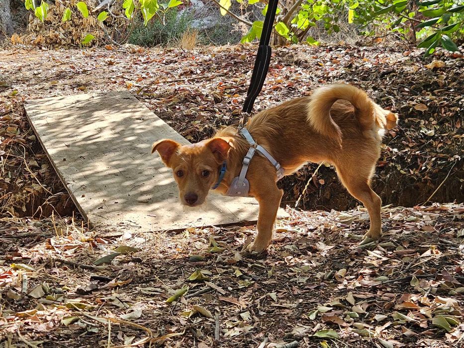 Jimmy, Cão 8 meses porte pequeno para adoção