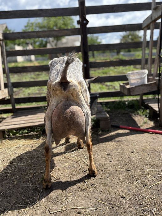 Дойные козы  коза зааненка нубийцы