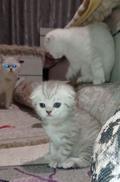 Кошенята шотландські сріблясті  фолд страйт