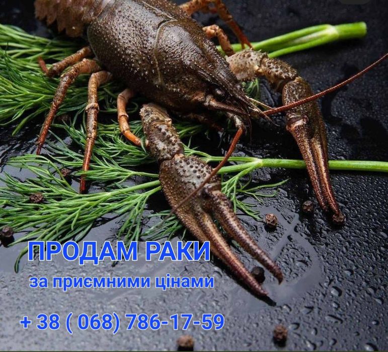 ДРІБНИЙ РАК Для Розведення.