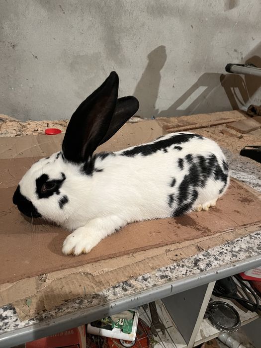 Кролики Самці та самки