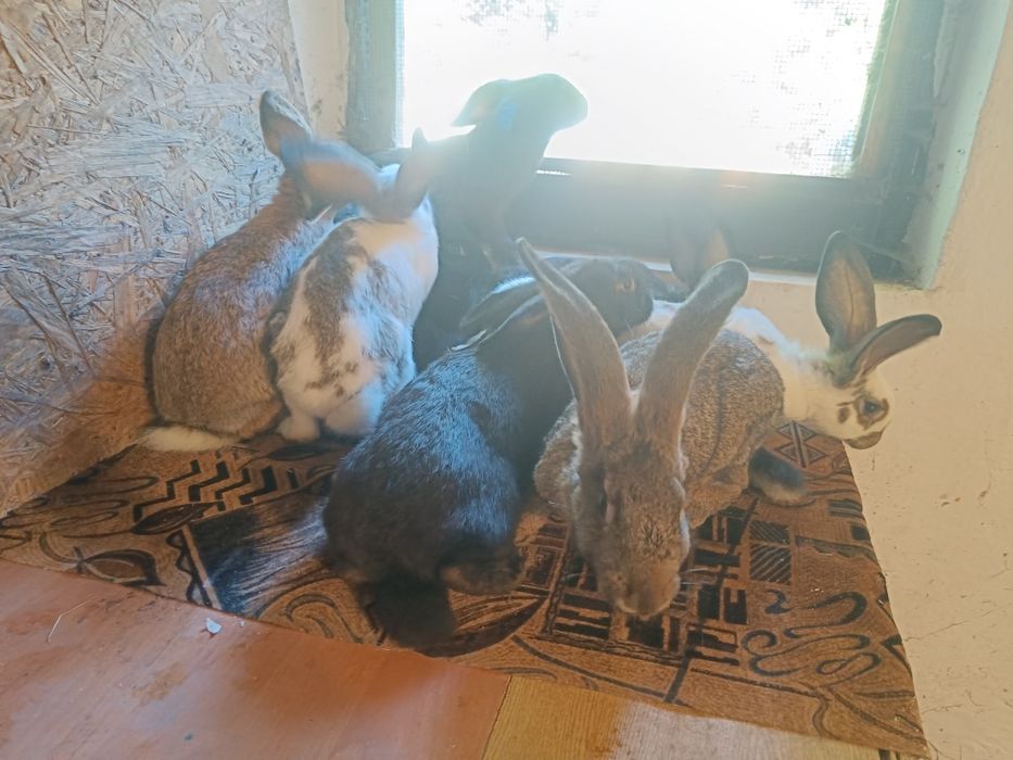 Mlode samiczki na sprzedaż