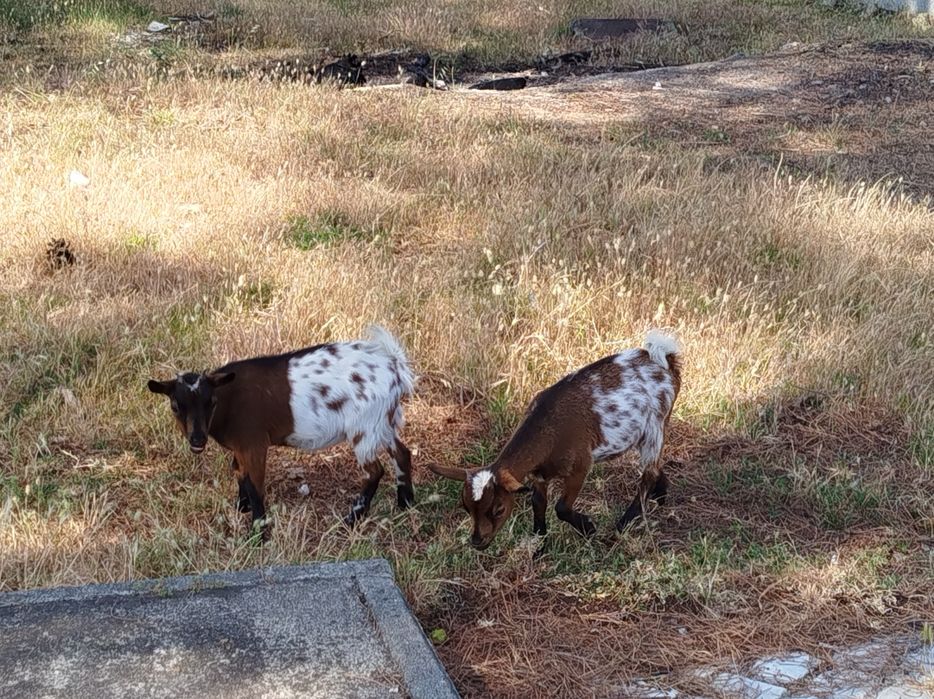 Cabras anãs, 4 meses