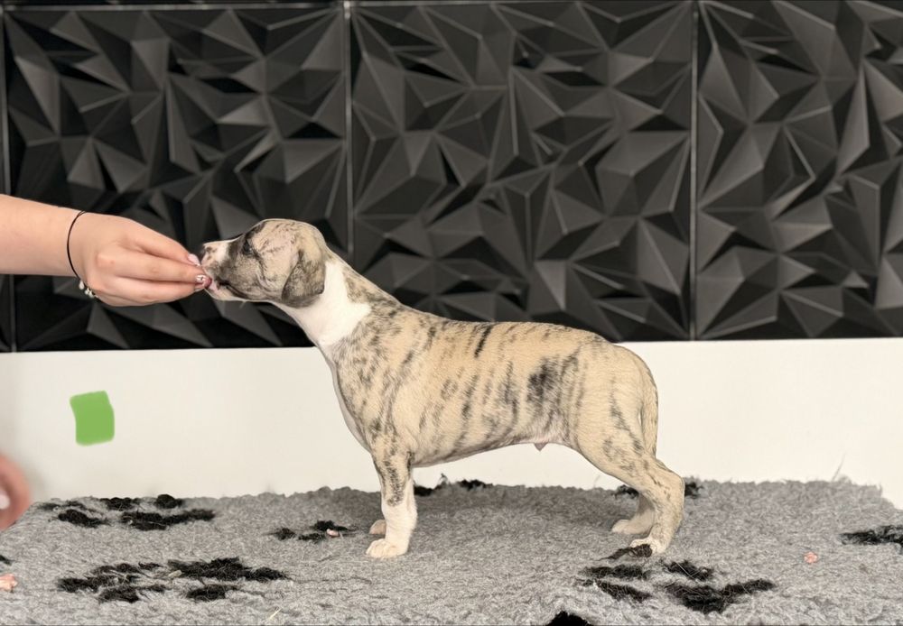 Whippet ZKwP/FCI
