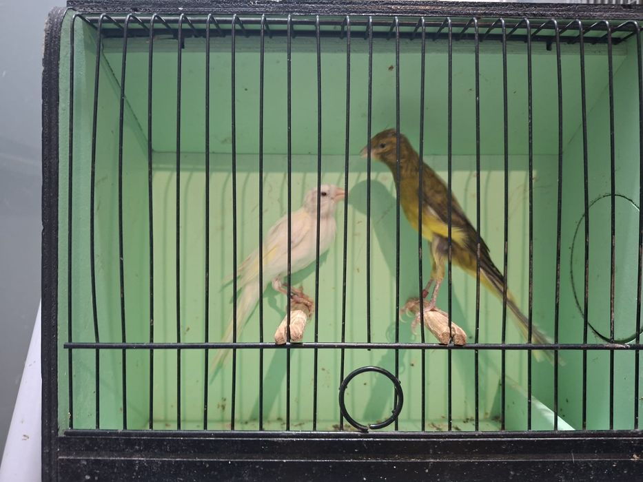 Casal de canários espanhois