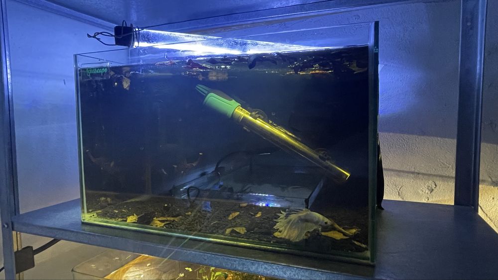Aquário 14L c/betta branco em tratamento