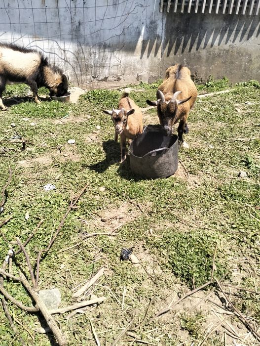 Vendo cabrito anão puro nascido dia15/02/2026