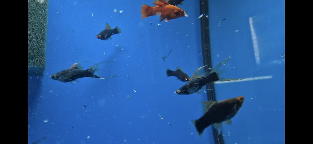 Mieczyk czarny widlak delta krajowy W-wa od Tapajos.eu