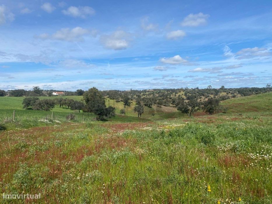 Terreno Rustico com Olival em Vila Nova de São Bento - Serpa