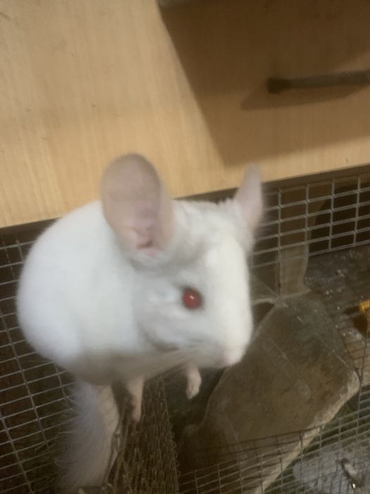 Гризунчики,гризуни.домашні