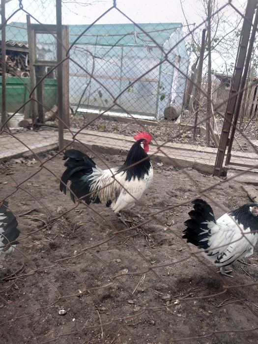 Інкубаційне яйце лакенфельдер