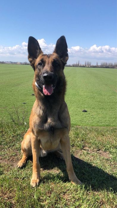 Вязка Малинуа, Кобель