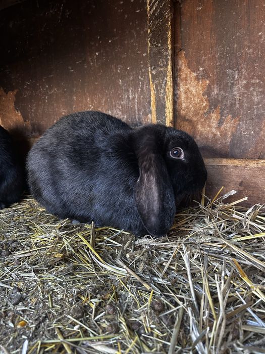 Baran Francuski SAMICE