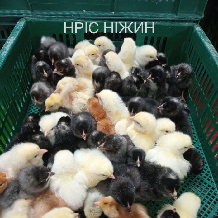 Оптові замовлення Бройлер, Іспанка, Мастер, Геркулес, Мулард