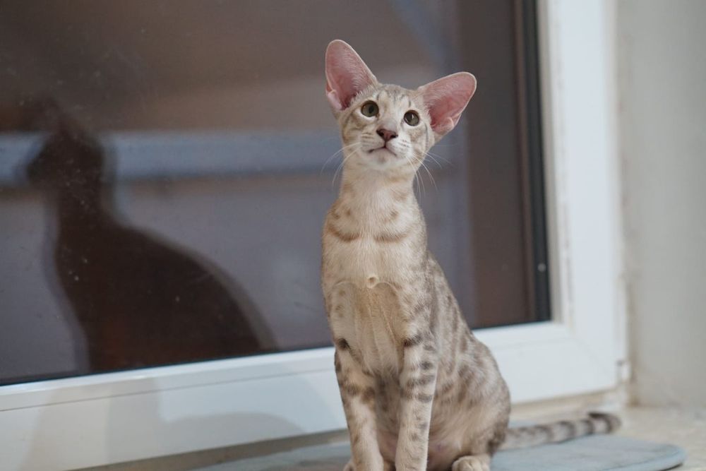 Kotka orientalna krótkowłosa gotowa do zmiany domku