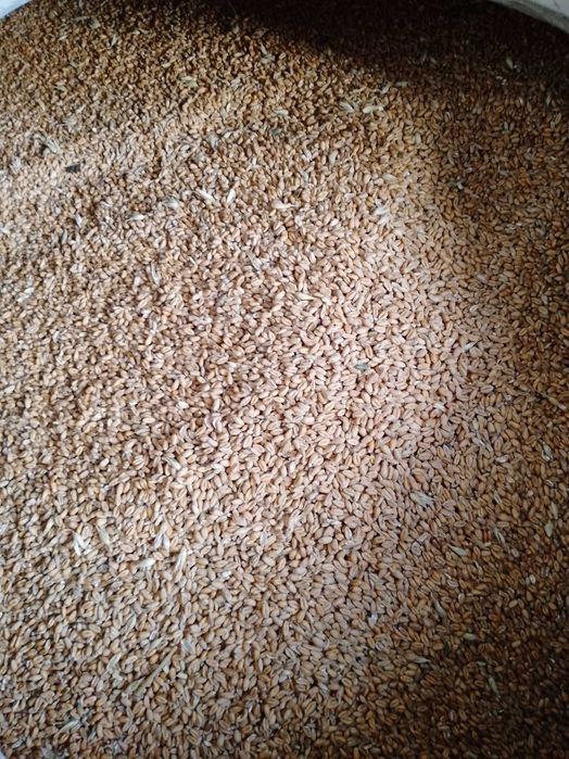 Продам пшеницю        .