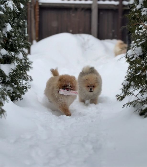 Щенки померанского шпица
