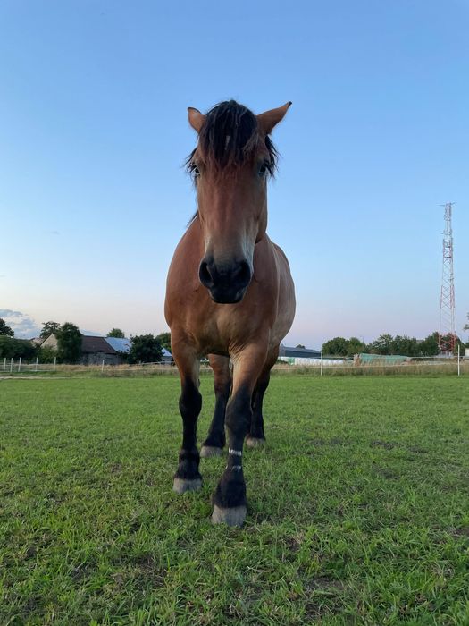 Klacz idealna w spokojny teren