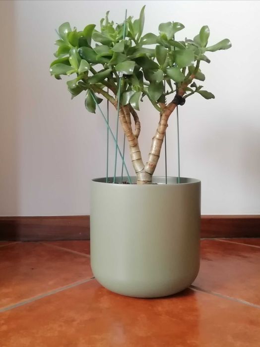 Planta de Jade - várias