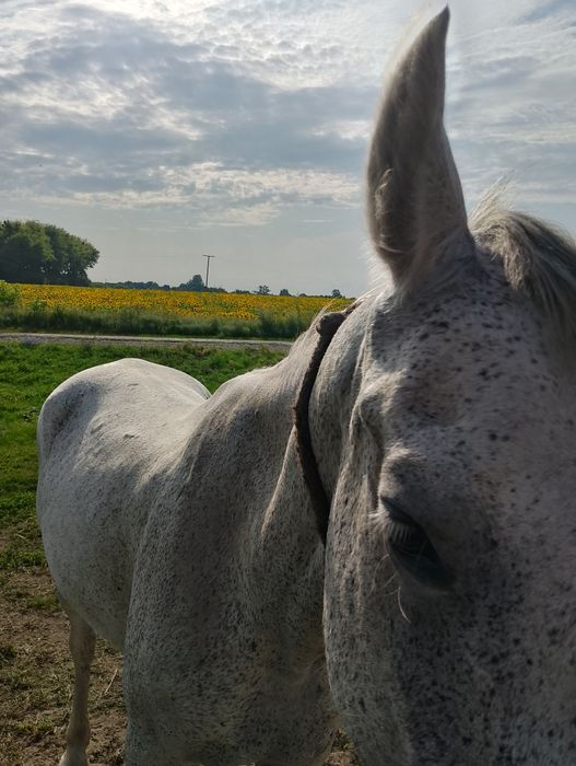 Продам коней різного віку
