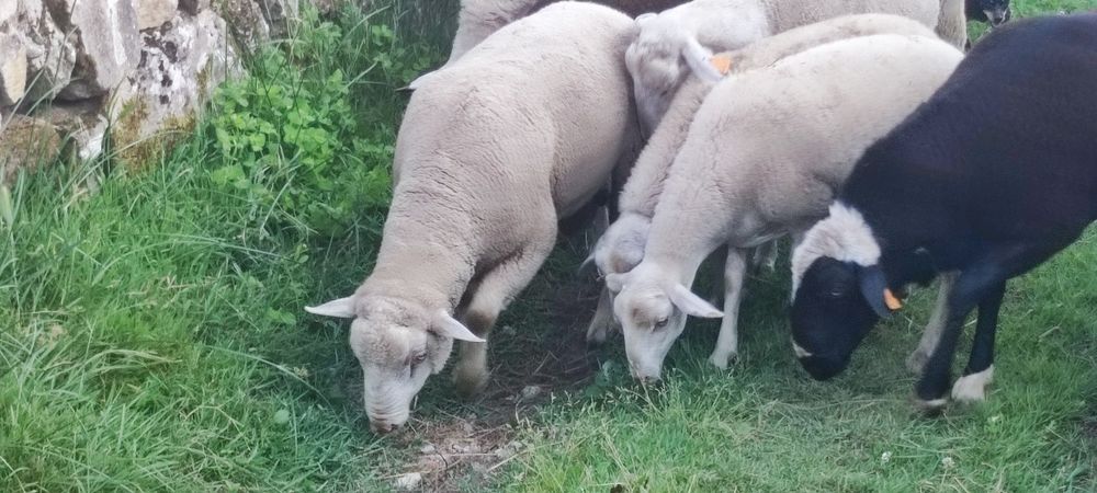 Vendo carneiro com um ano