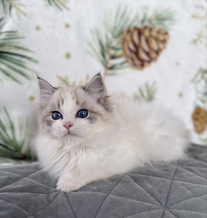 RAGDOLL sliczna dziewczynka